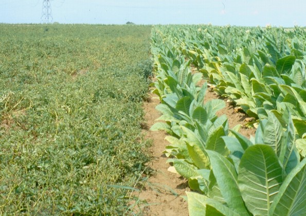 burgonya, paprika közvetlen szomszédságában helyezik el a Burley dohányt, s ez növénykórtani szempontból káros